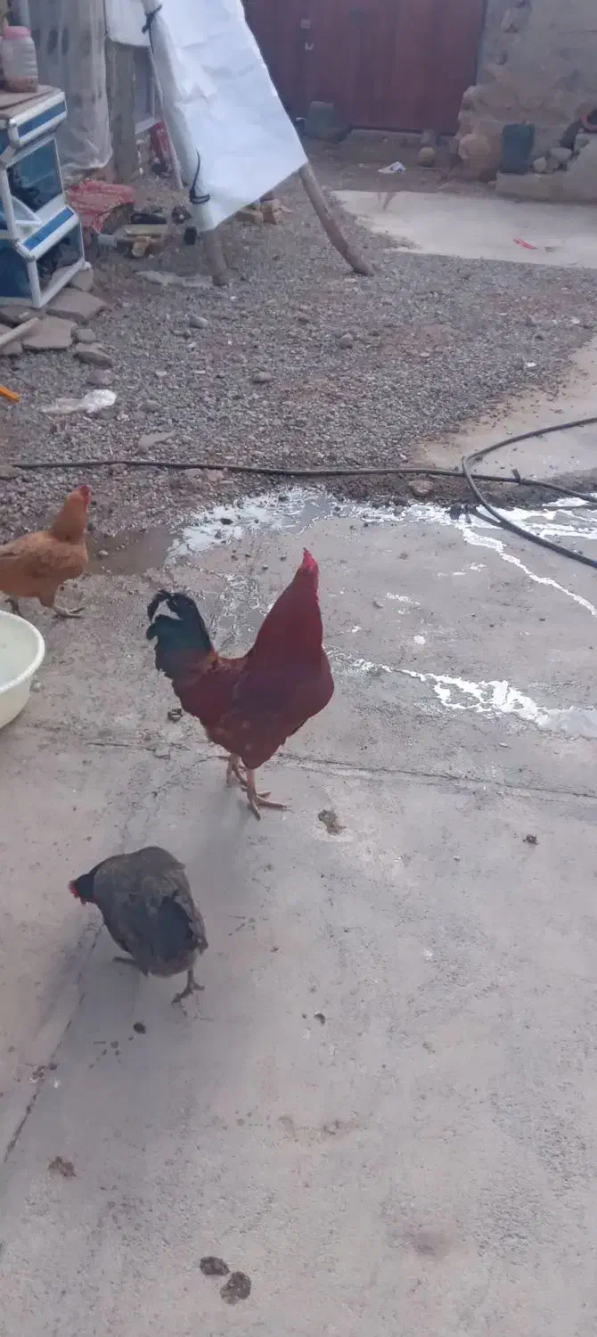 خروس|حیوانات مزرعه|نورآباد, |دیوار