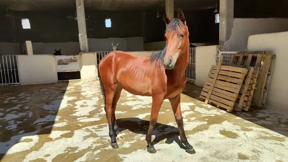 کره اسب|اسب و تجهیزات اسبسواری|ایذه, |دیوار