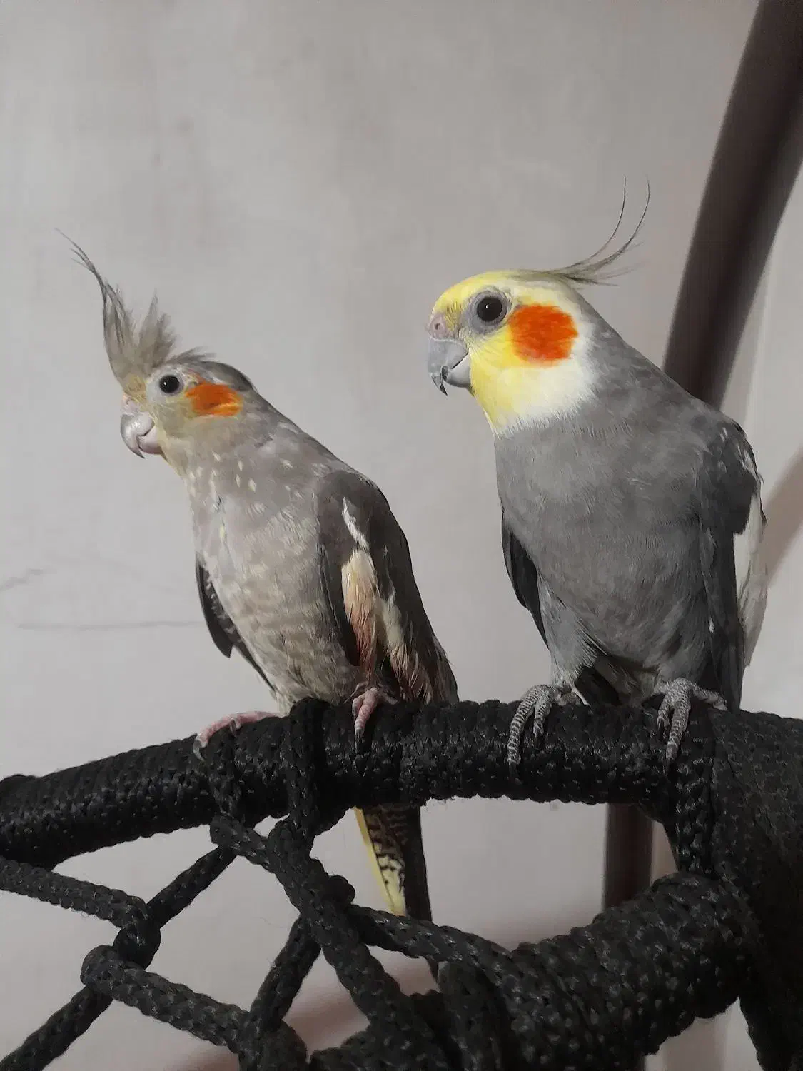 تاب و عروس هلندی|مبلمان خانگی و میز عسلی|گرگان, |دیوار