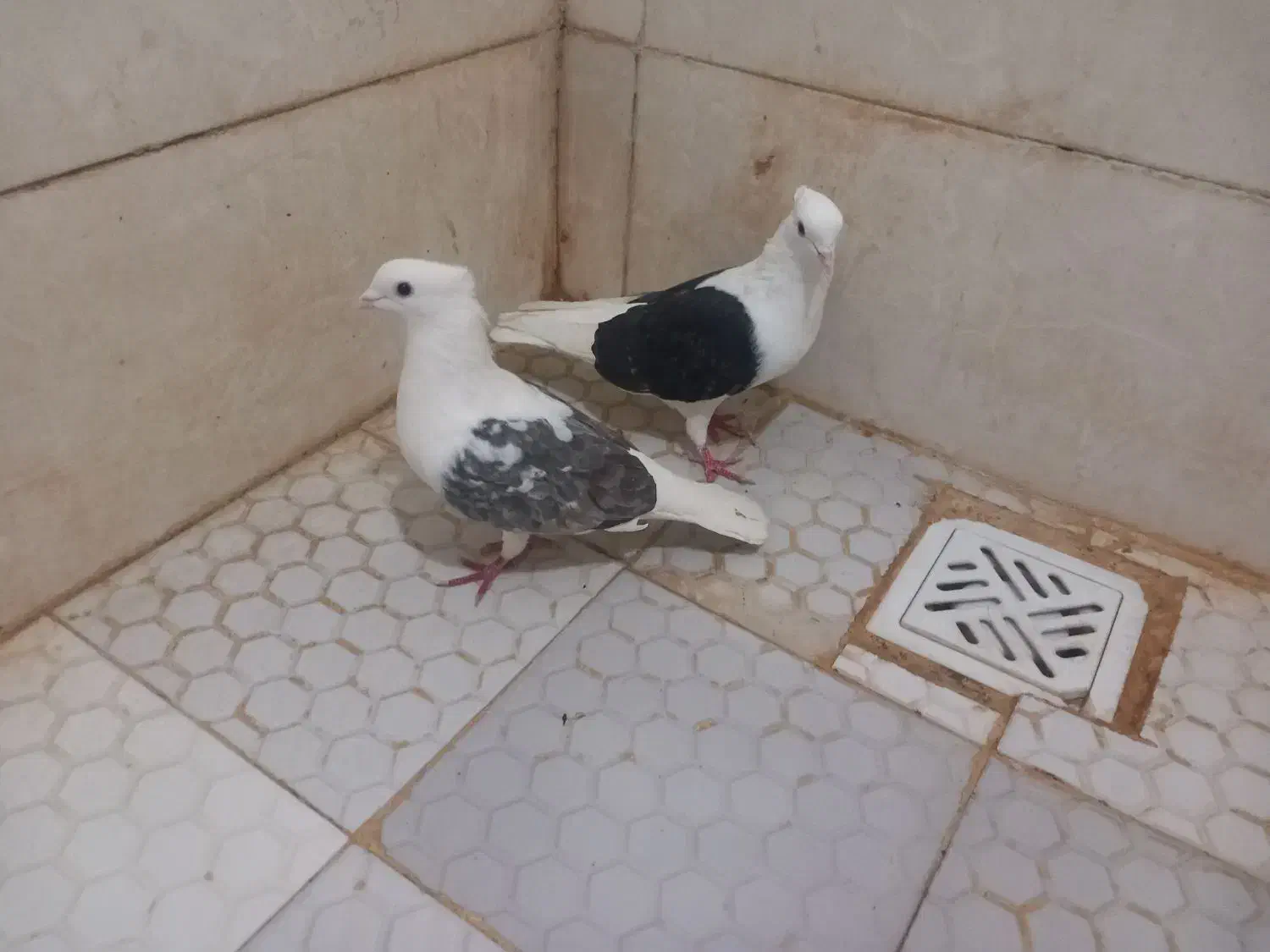 جفت دوکتی|پرنده|اهواز, کوی پیروزی|دیوار