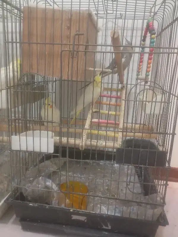 عروس هلندی|پرنده|بومهن, |دیوار