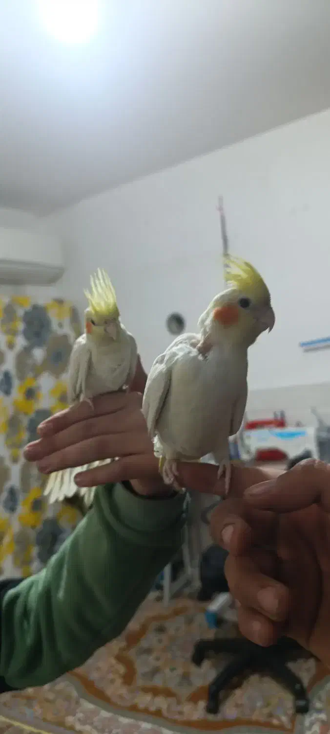 دوعدد جوجه عروس هلندی نر و ماده|پرنده|قم, علی آباد|دیوار