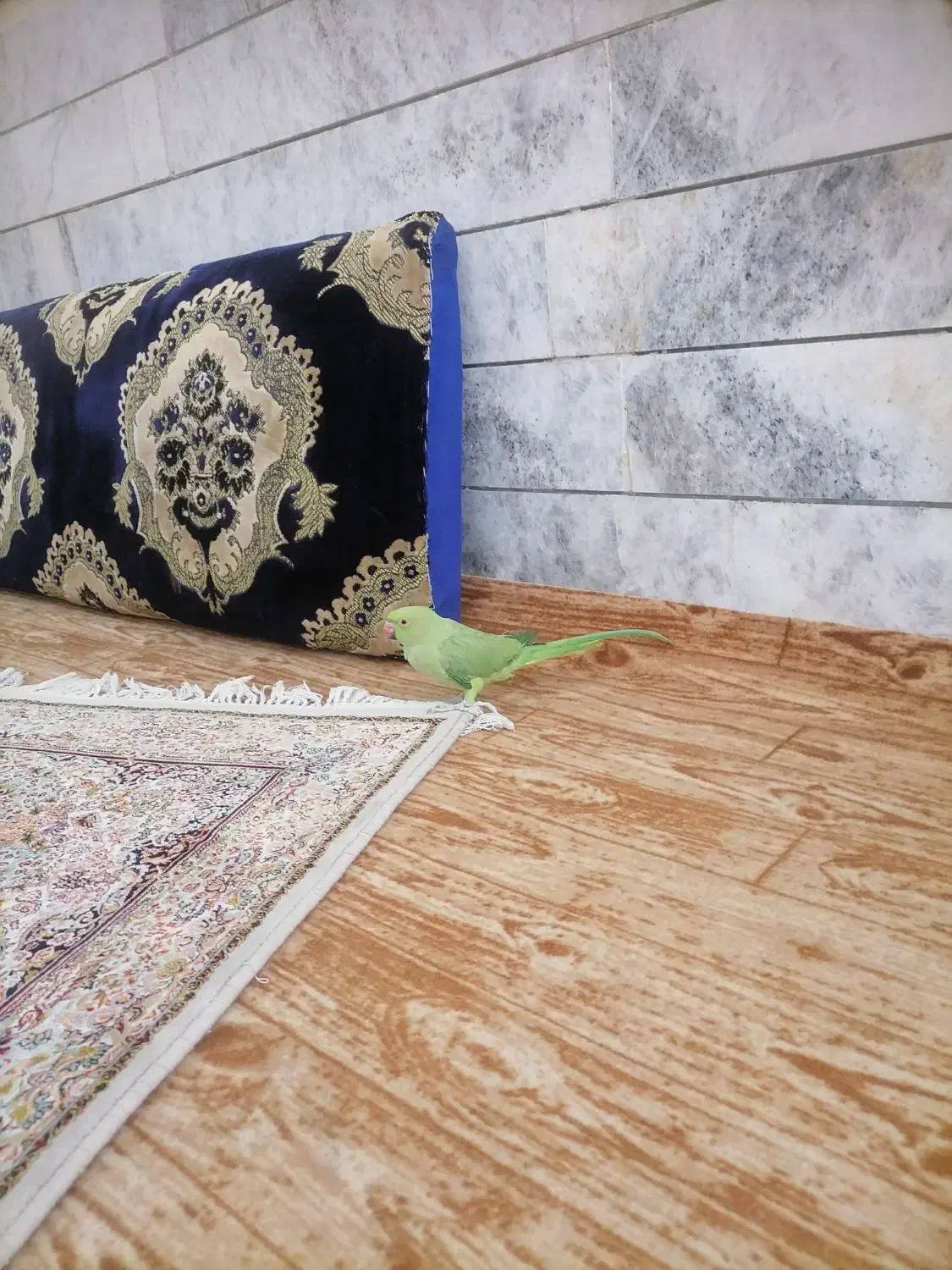 طوطی ملنگو|پرنده|بیرجند, |دیوار