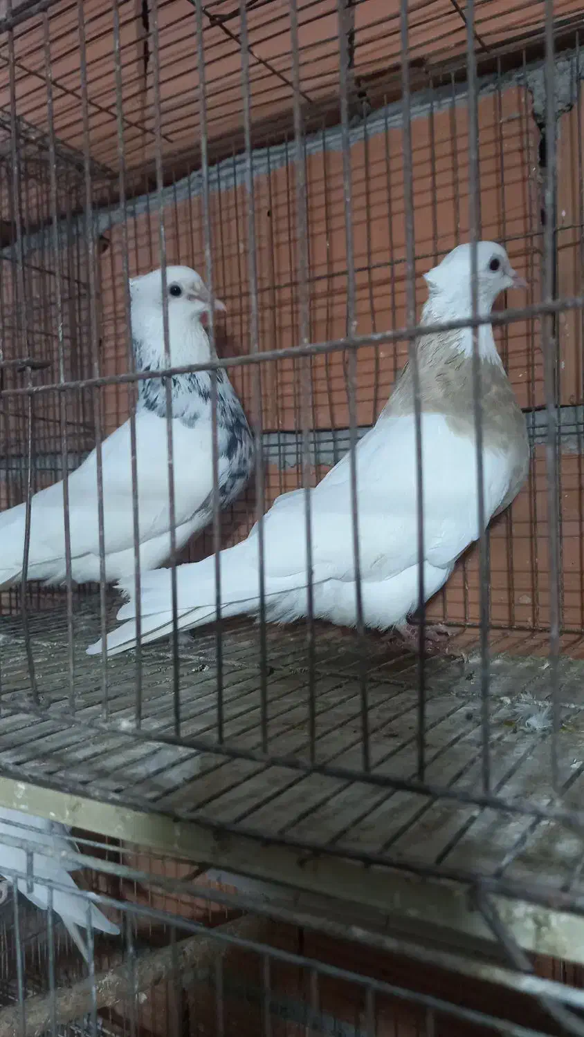 کبوتر رنگی|پرنده|گنبد کاووس, |دیوار