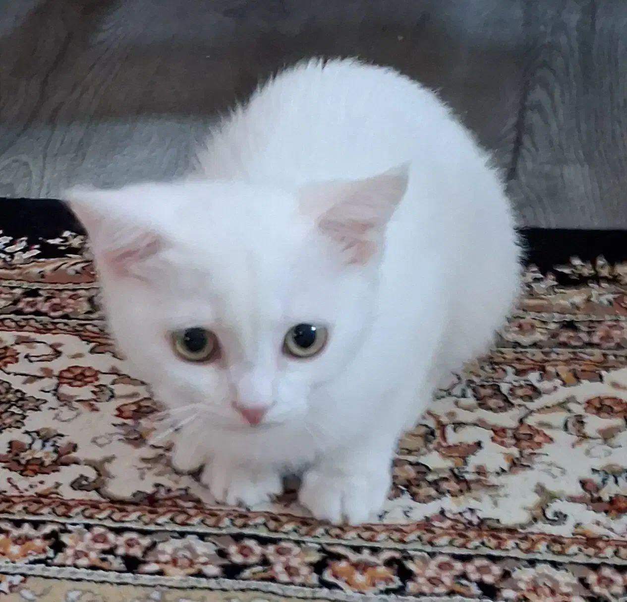 گربه ماده یک دست سفید|گربه|لاهیجان, رجایی|دیوار