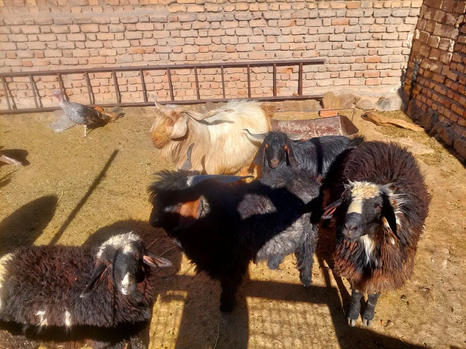 چبش فروشی|حیوانات مزرعه|سرداران, |دیوار