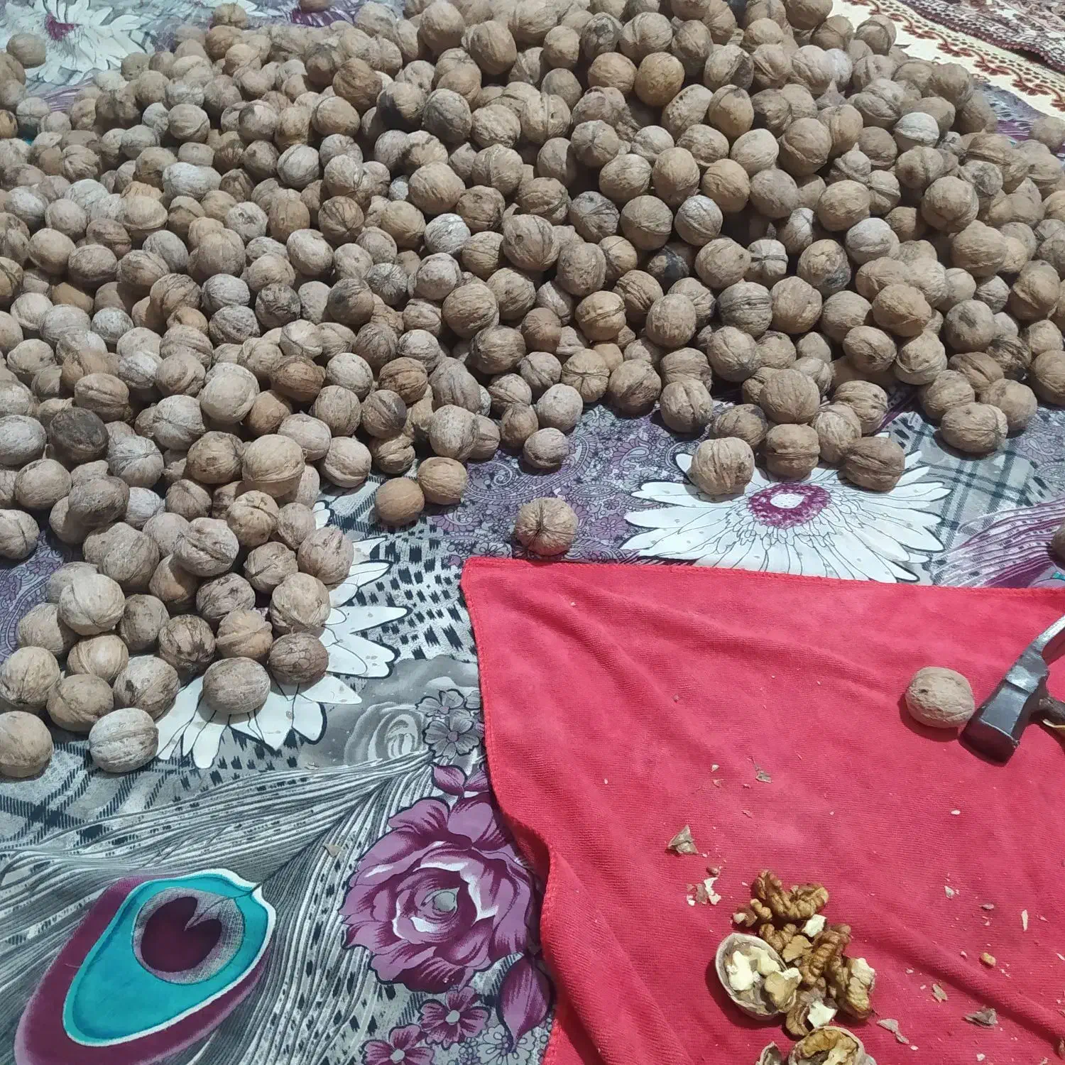 گردو|خوردنی و آشامیدنی|ملکان, |دیوار
