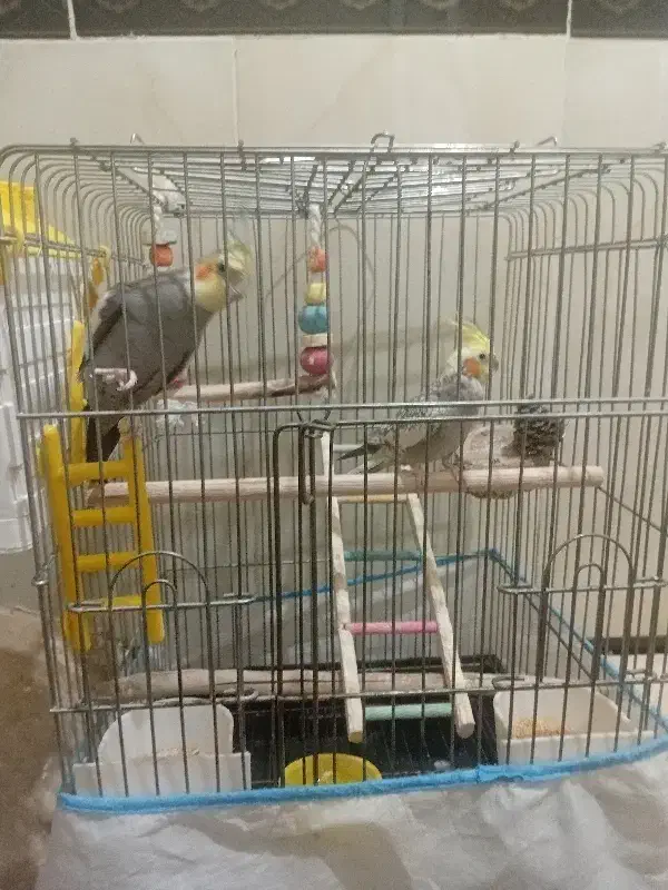 عروس هلندی جفت سخنگو|پرنده|جوانرود, |دیوار