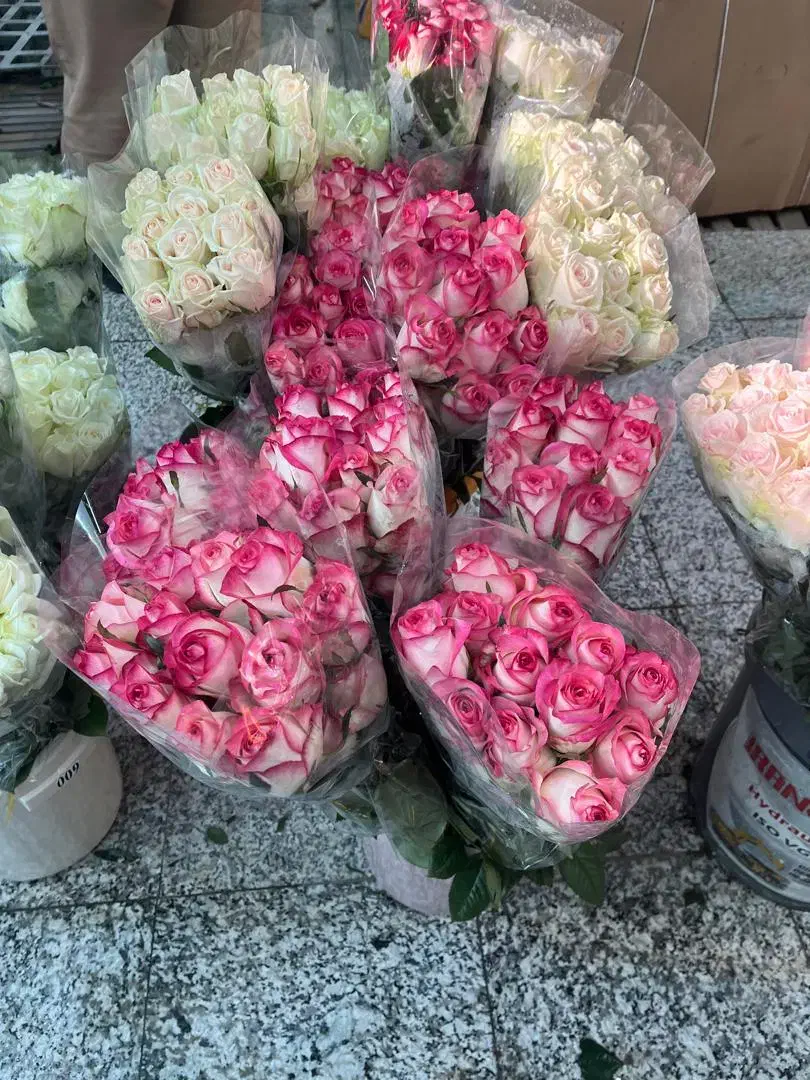 گلخانه ی رز شاخه بریده|استخدام صنعتی، فنی، مهندسی|صفادشت, |دیوار