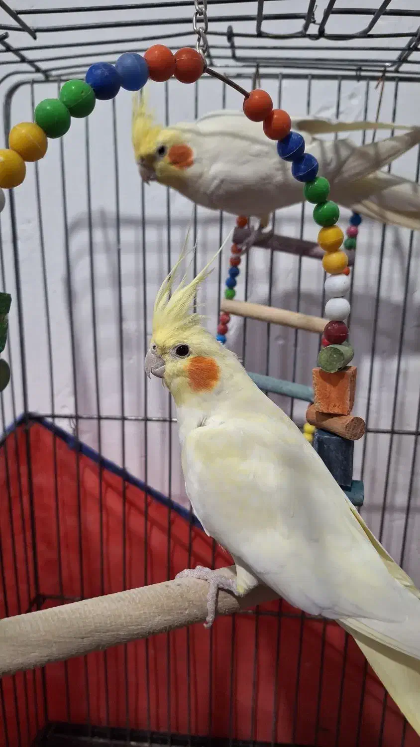 عروس هلندی.طوطی.|پرنده|شیروان (لرستان), |دیوار