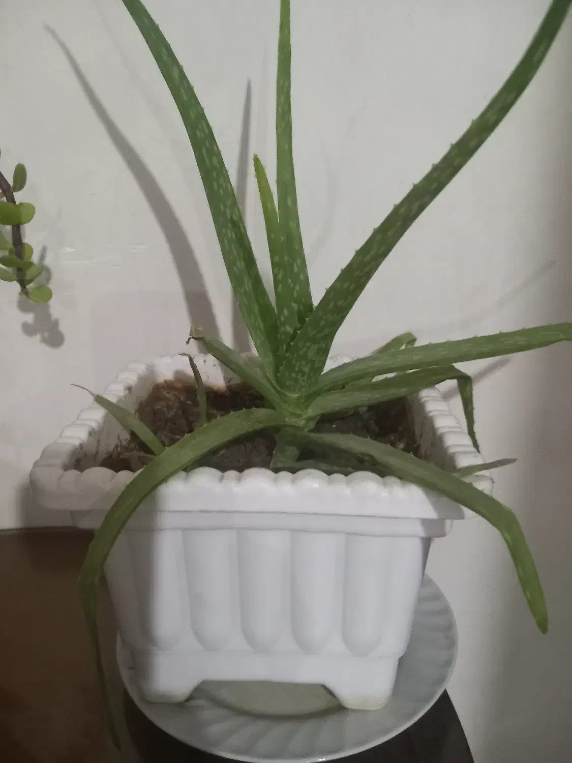 گل باگلدان|گل و گیاه طبیعی|ماکو, |دیوار