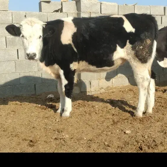 گاو گوساله نوبر تلیسه|حیوانات مزرعه|کامفیروز, |دیوار