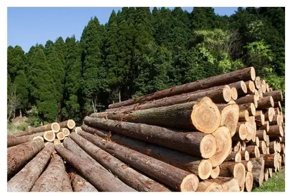 هرس کاری|خدمات باغبانی و درختکاری|ورامین, ورامین|دیوار