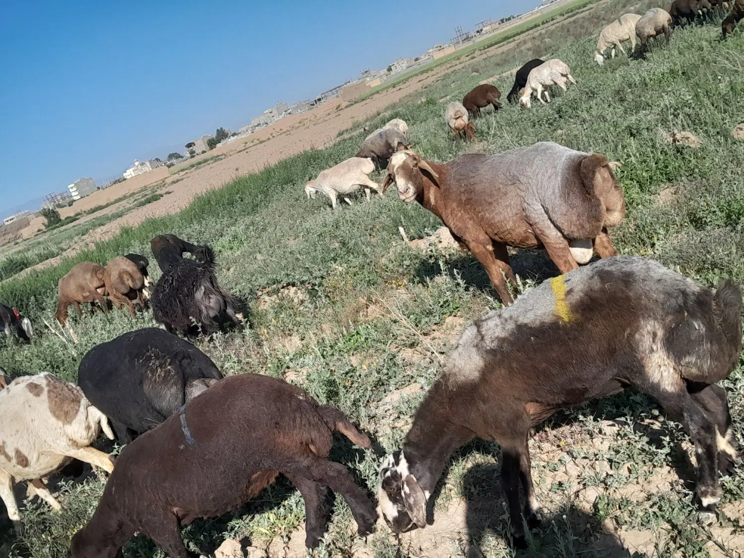 قوچ|حیوانات مزرعه|عطاملک, |دیوار