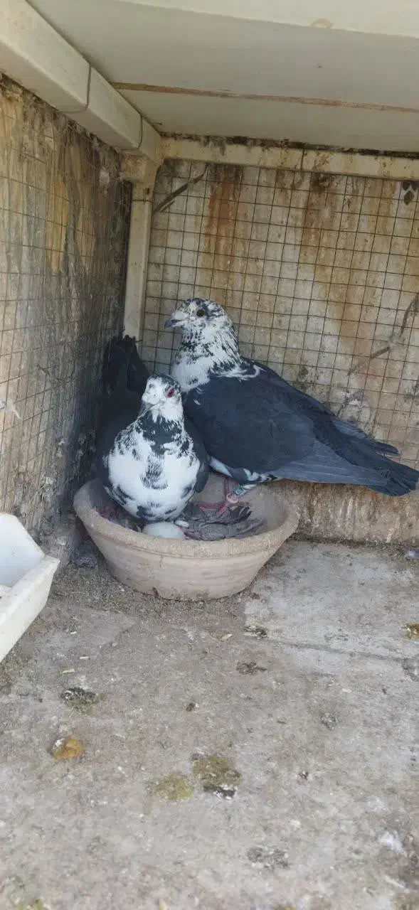 کبوتر فروشی|پرنده|آباده, |دیوار