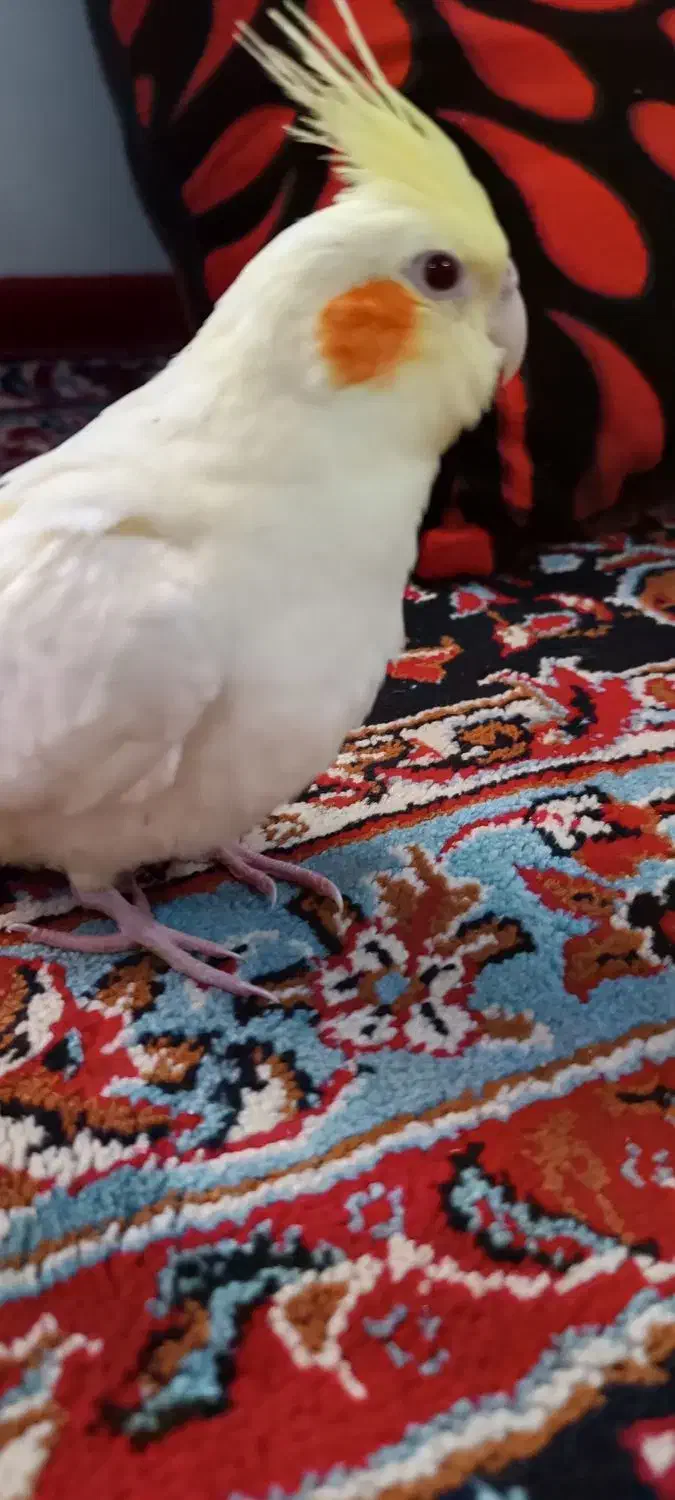 عروسه هلندی دستی نر|پرنده|هندیجان, |دیوار