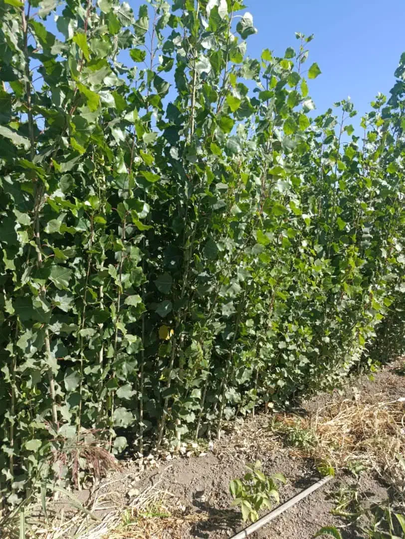 ارائه بهترین نهال ها و چنارهاسازگار با آب هوامنطقه|خدمات باغبانی و درختکاری|سنندج, |دیوار