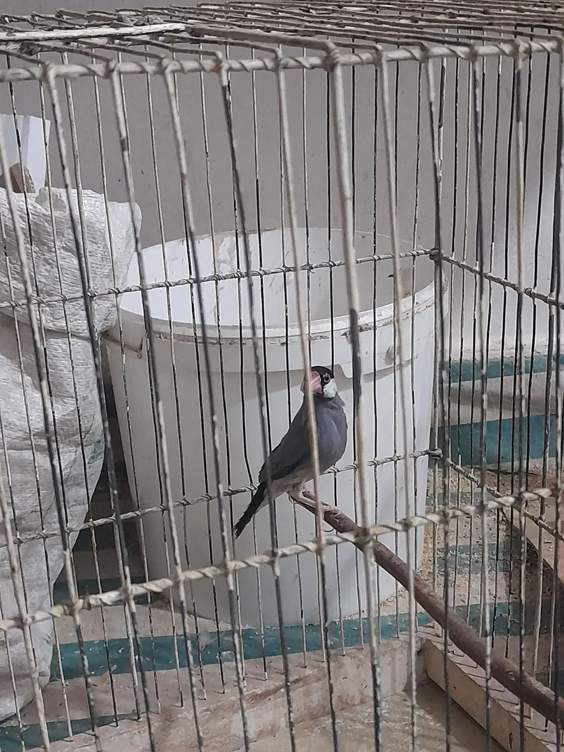 فنج بلبلی|پرنده|خرمشهر, |دیوار