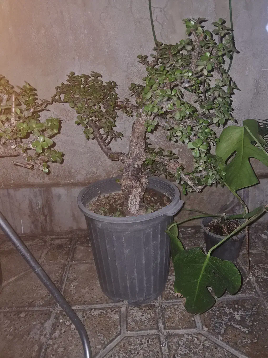 فروش گل خورفه|گل و گیاه طبیعی|هشتگرد, هشتگرد قدیم|دیوار