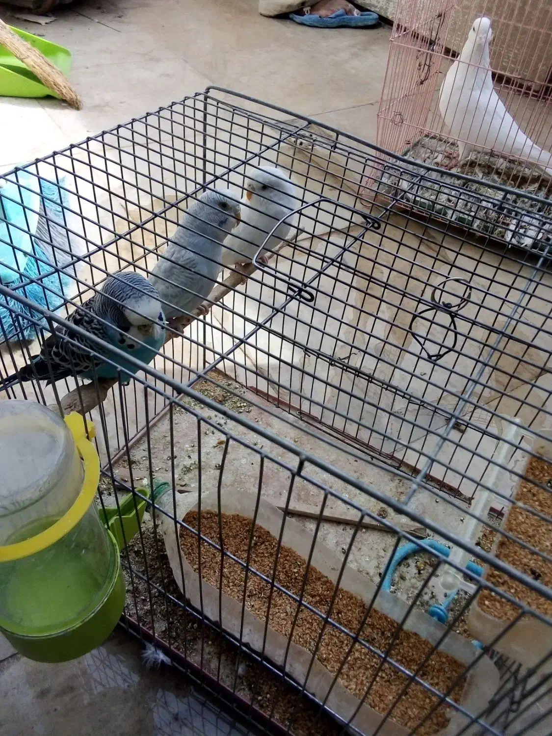 مرغ عشق و کبوتر|پرنده|فولادشهر, مسکن مهر فولادشهر|دیوار