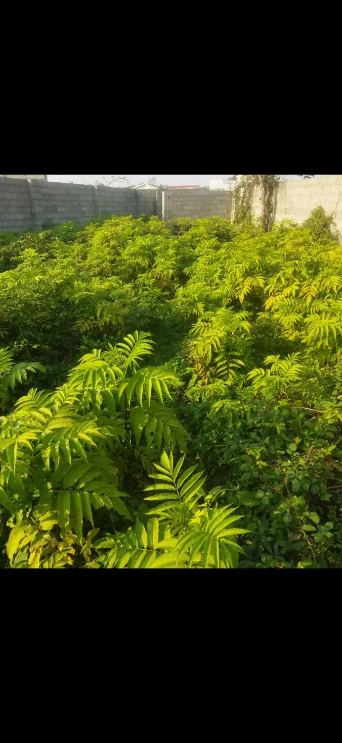 474متر مسکونی دور دیوار 16متر بر کوچه آسفالته|فروش زمین و ملک کلنگی|احمدسرگوراب, |دیوار