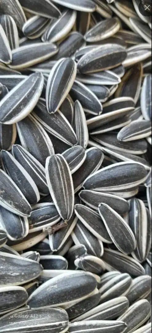 پخش تخمه آفتاب گردان|عمده‌فروشی|ساوه, |دیوار