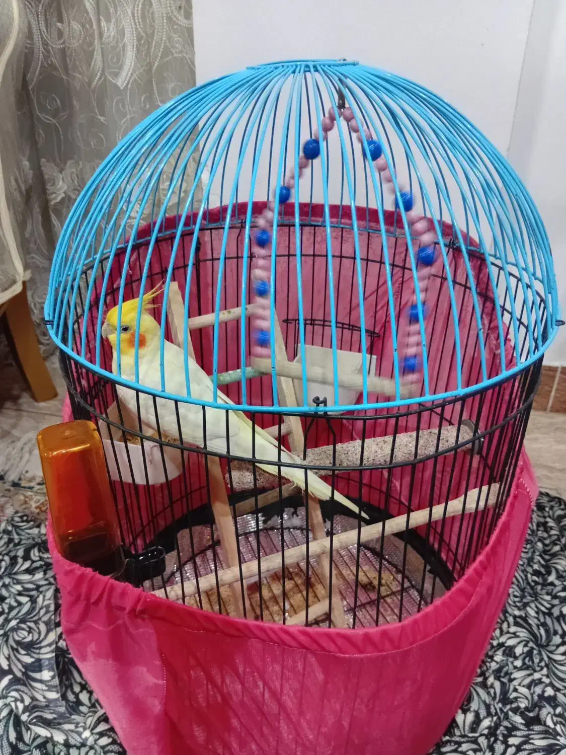 فروش عروس هلندی|پرنده|لنگرود, |دیوار