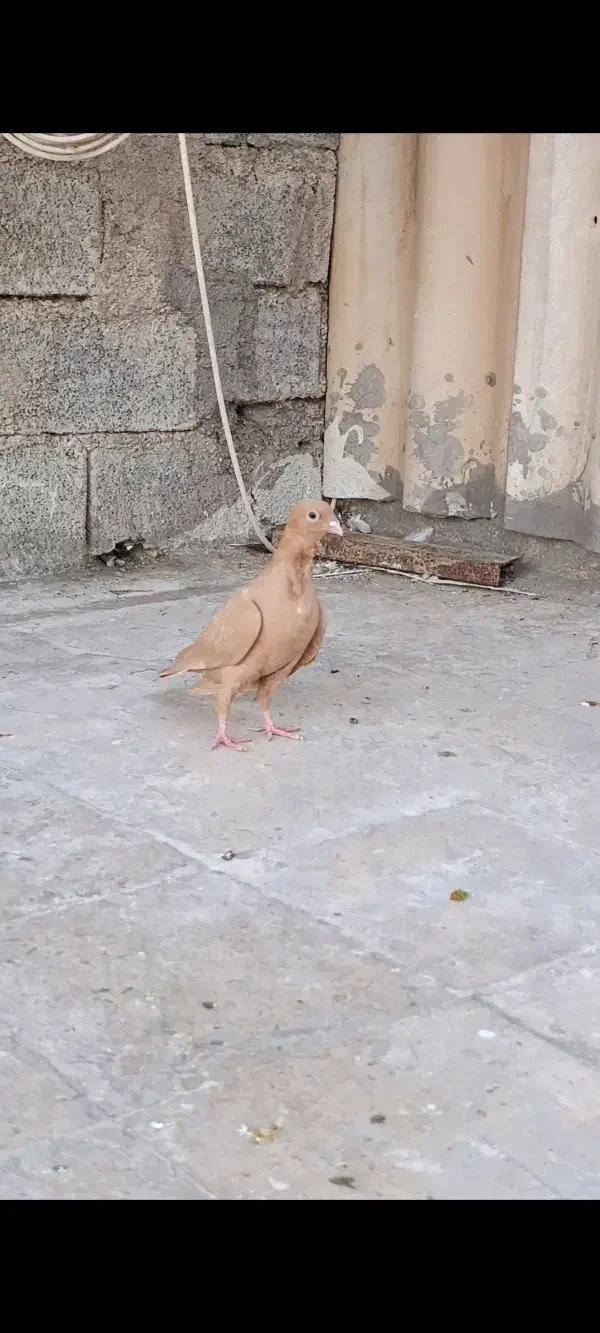 زرد سینه فر جوجه|پرنده|اهواز, شریعتی جنوبی|دیوار