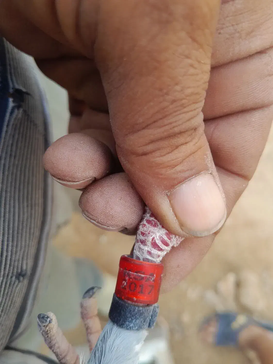 پلاکی عربستان|پرنده|بردخون, |دیوار