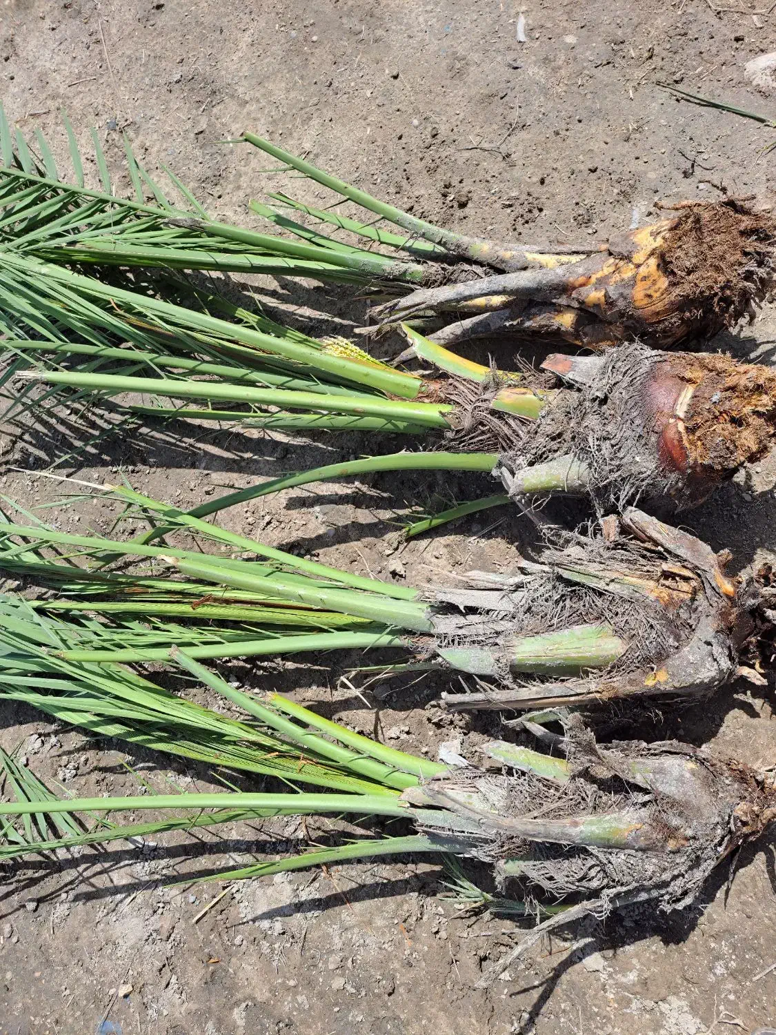 پاجوش نخل برحی|گل و گیاه طبیعی|رامهرمز, |دیوار