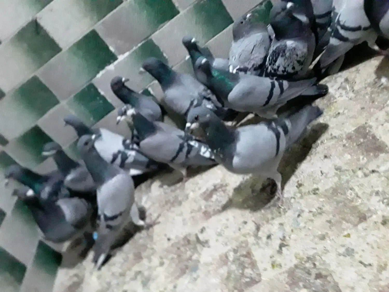 حدودا۲۰تاکفتر سبز المانی ودورگ و۳۰تاتهرانی ودورگ|پرنده|مشهد, شهید بصیر|دیوار