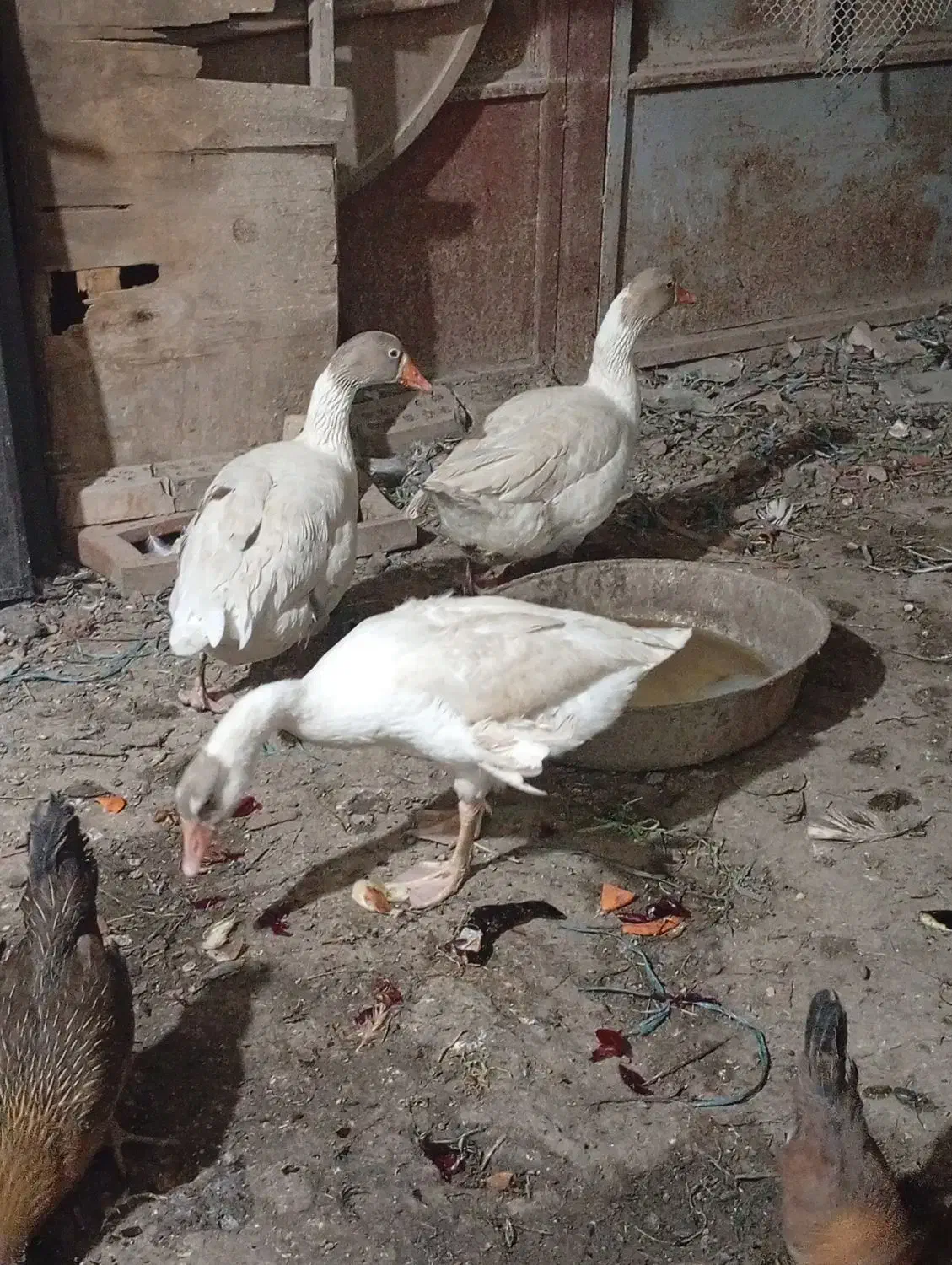 غاز|حیوانات مزرعه|اهواز, چنیبه پایین|دیوار