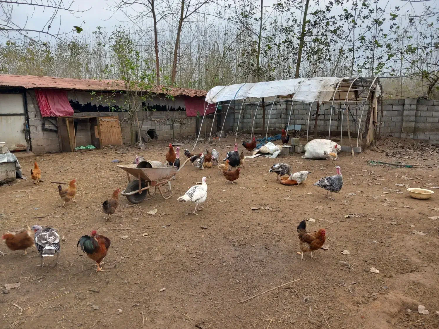 فروش گله غاز،بوقلمون،اردک اسرائیلی واردک پکنی|حیوانات مزرعه|چاف و چمخاله, |دیوار