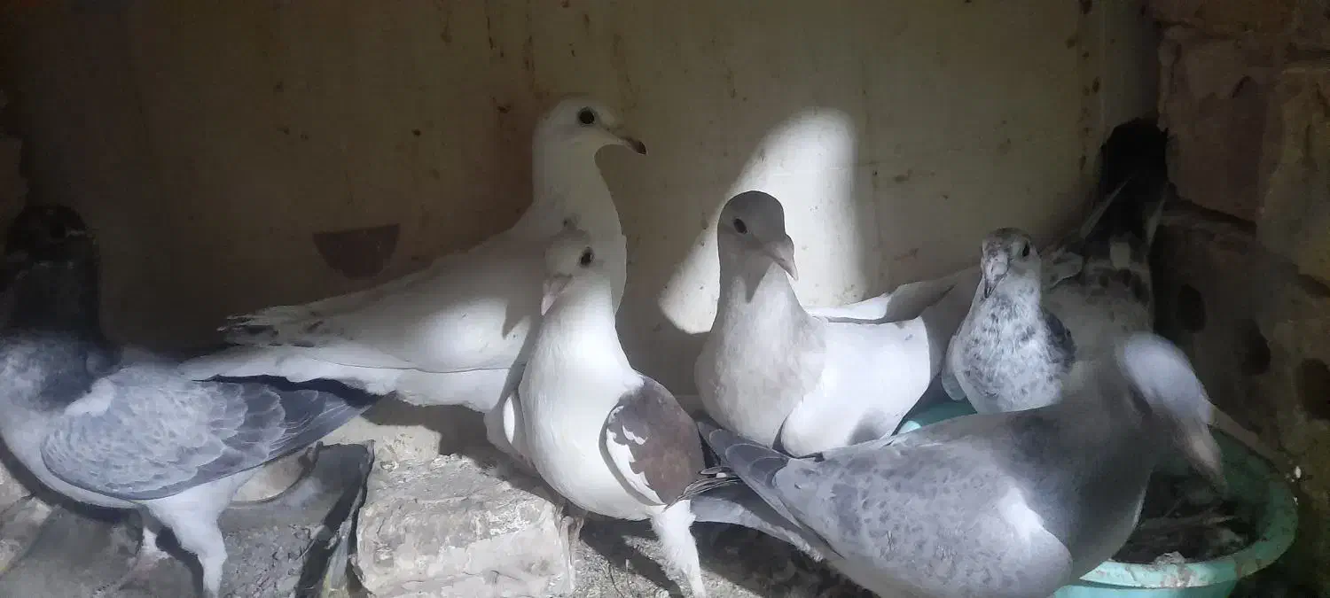 نرماده|پرنده|زاوه, |دیوار