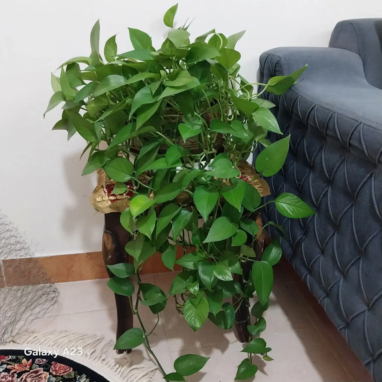 انواع گل آپارتمانی|گل و گیاه طبیعی|نهاوند, |دیوار