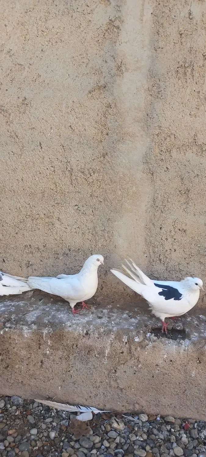 تعداد کبوتر فروشی سفید سیاه کله ای پشدار سبز|پرنده|میاندوآب, |دیوار