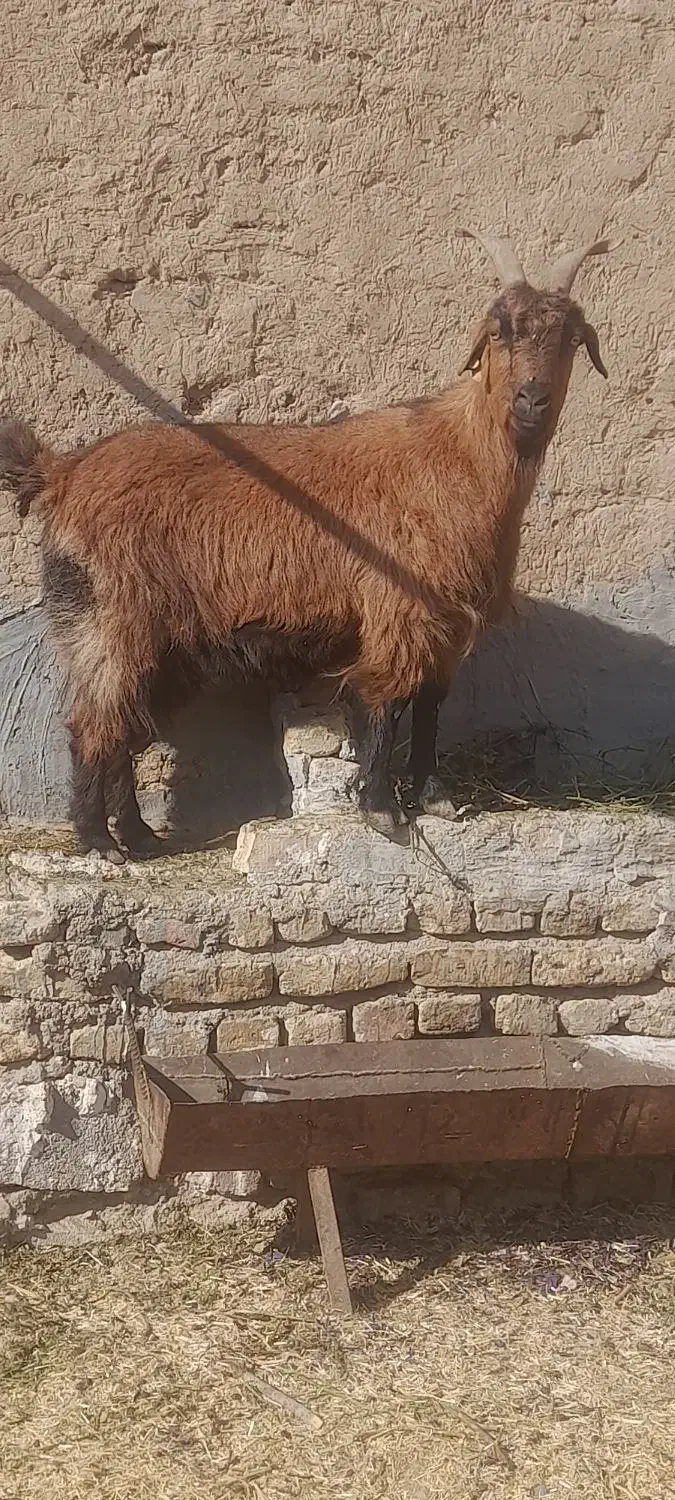 بز سالم و چاق|حیوانات مزرعه|تربت جام, میان جام|دیوار