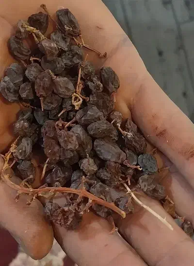 کشمش و بادوم درجه یک|خوردنی و آشامیدنی|قزوین, |دیوار