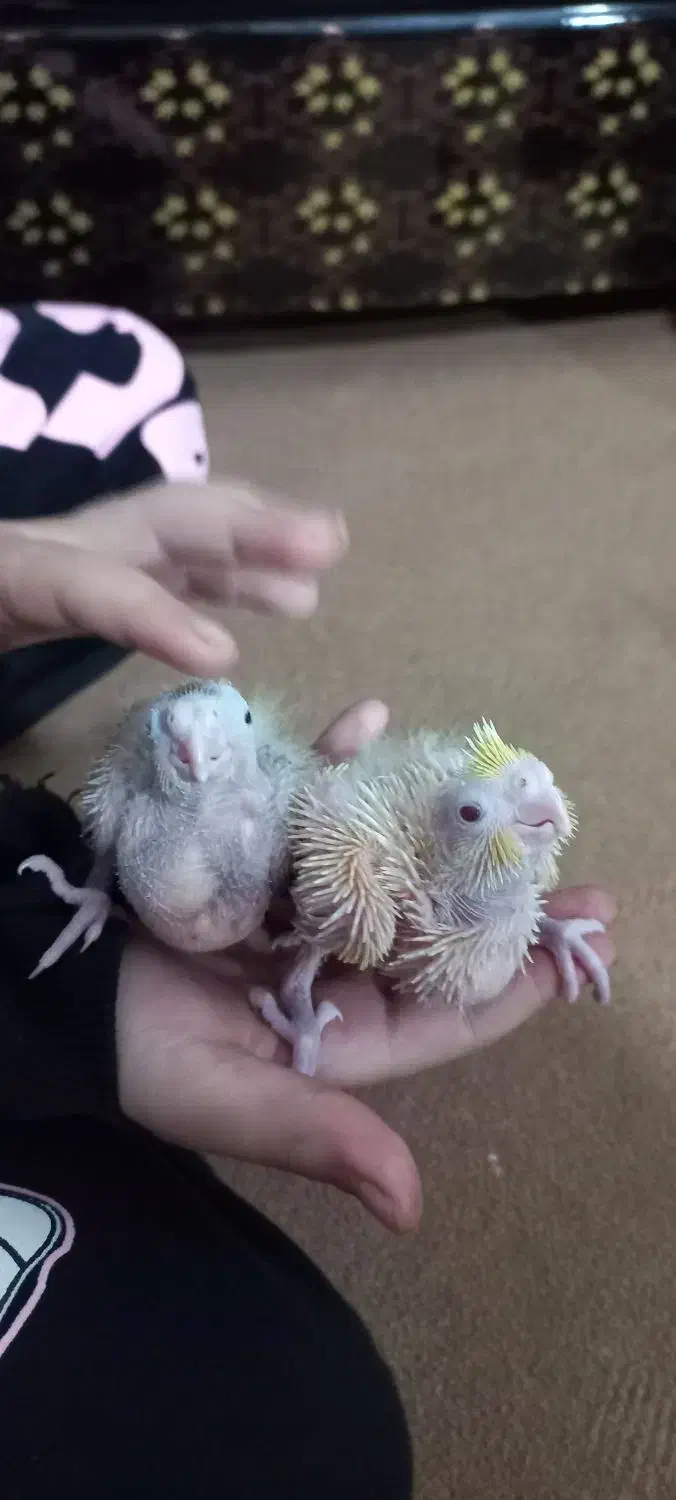 جوجه عروس هلندی|پرنده|شاهین دژ, |دیوار