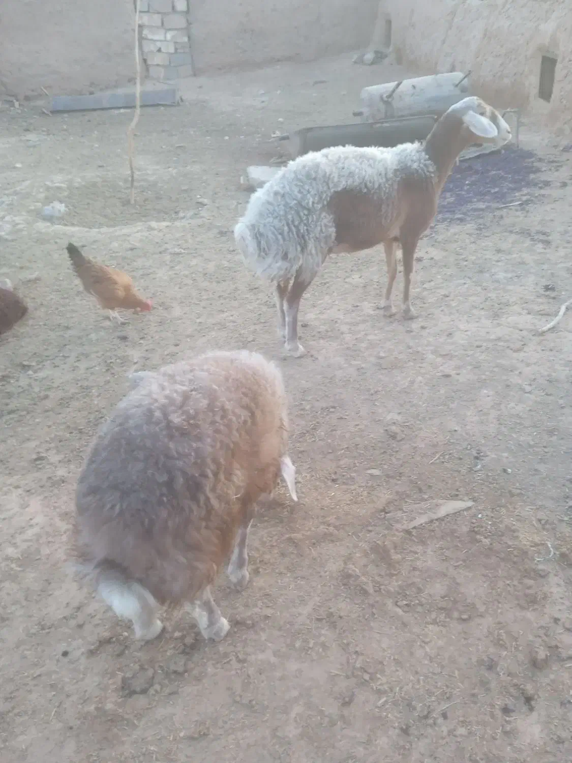 گوسفند‌تخمی‌جوان‌بابره350000|حیوانات مزرعه|تربت جام, باغ سنگان سفلی|دیوار