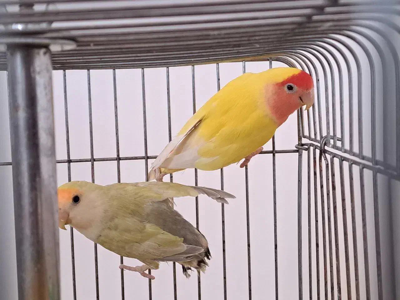 طوطی برزیلی|پرنده|بهار, |دیوار