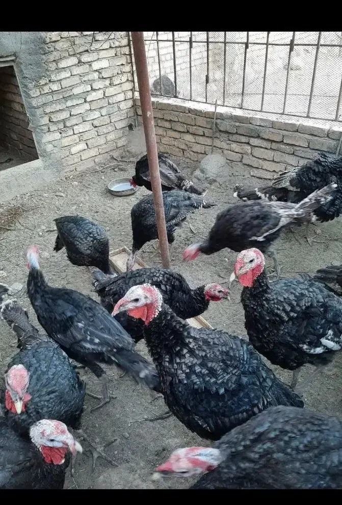 بوقلمون|حیوانات مزرعه|شیراز, هفت تنان|دیوار