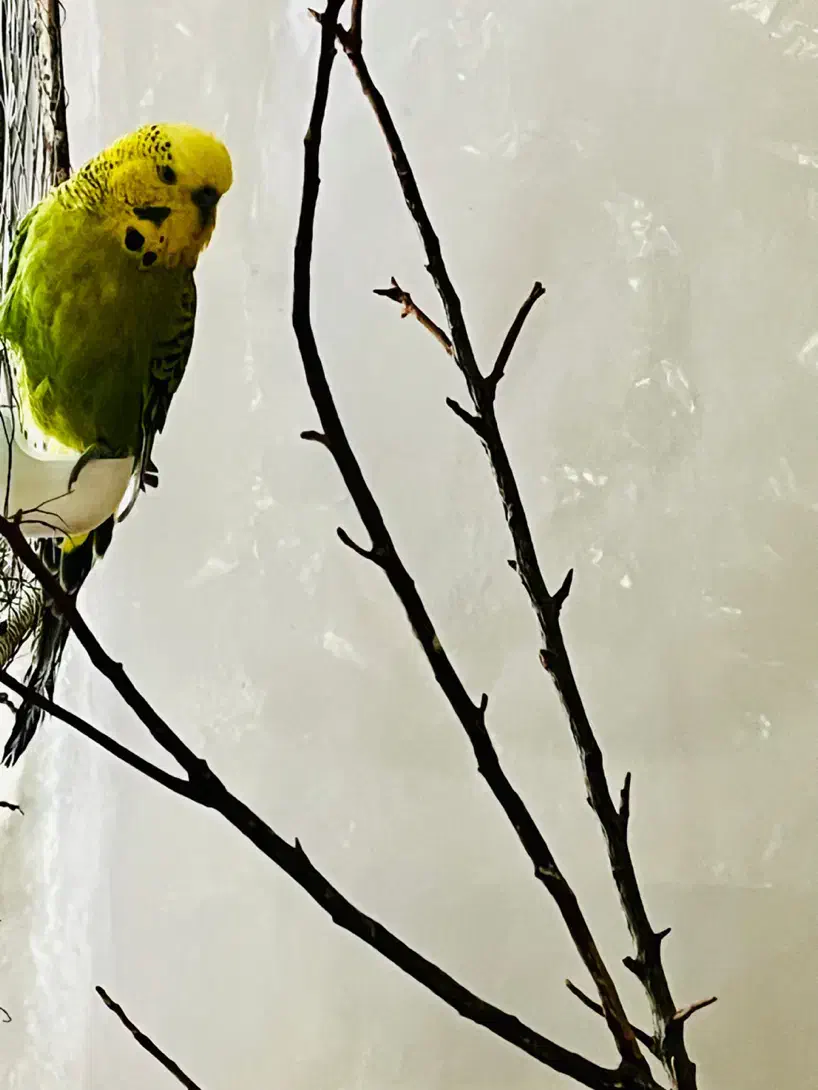 مرغ عشق انگلیسی|پرنده|رفسنجان, |دیوار