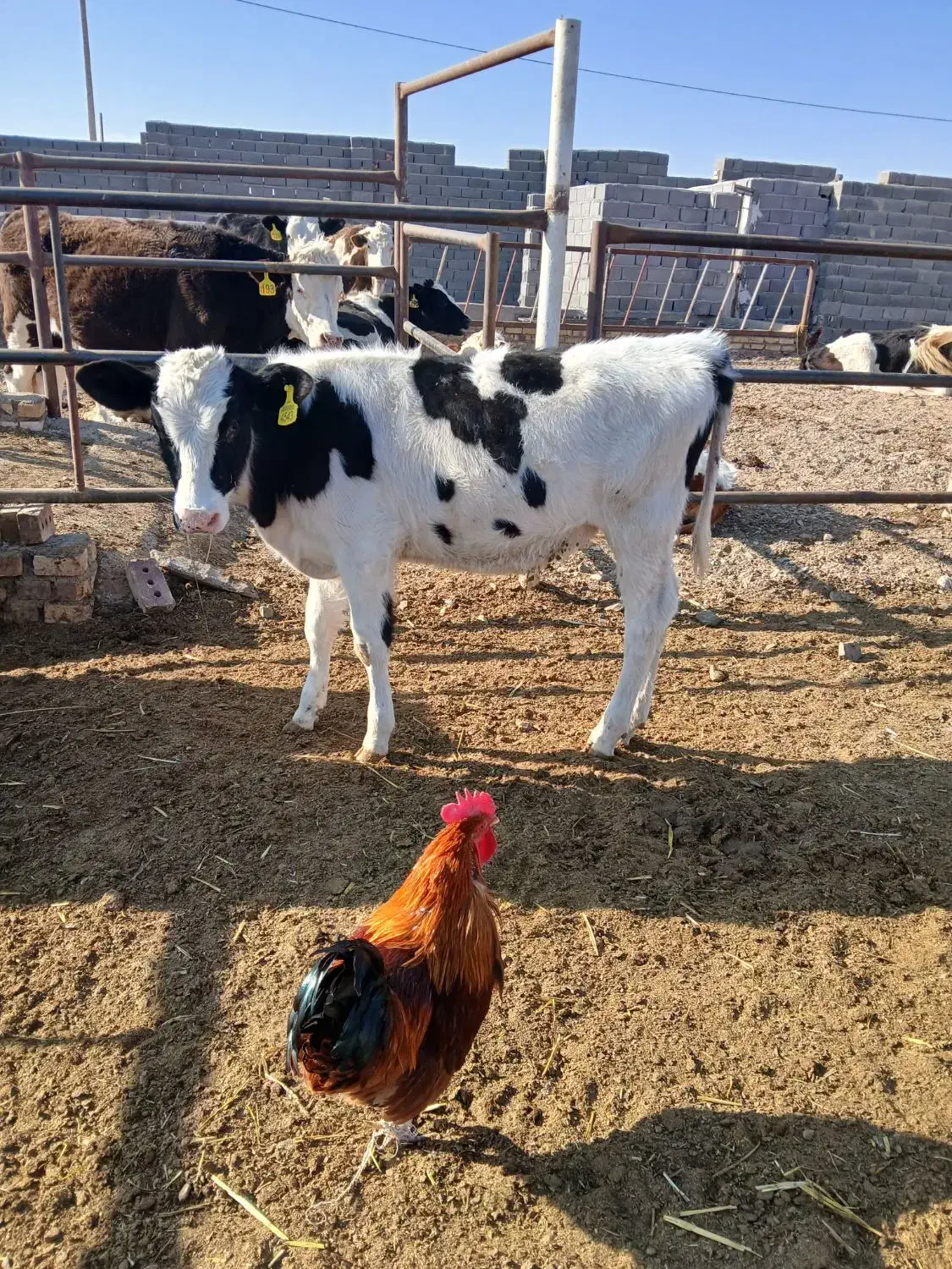 گوساله|حیوانات مزرعه|تربت جام, میان جام|دیوار