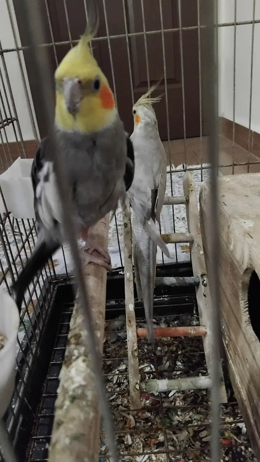 پرنده طوطی عروس هلندی|پرنده|قدس, شهر‌قدس|دیوار