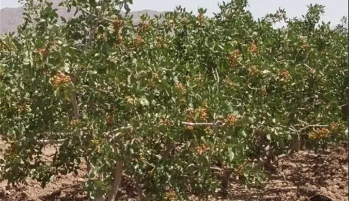 فروش دو ساعت آب با زمین و باغ پسته|فروش زمین و ملک کلنگی|سرایان, |دیوار