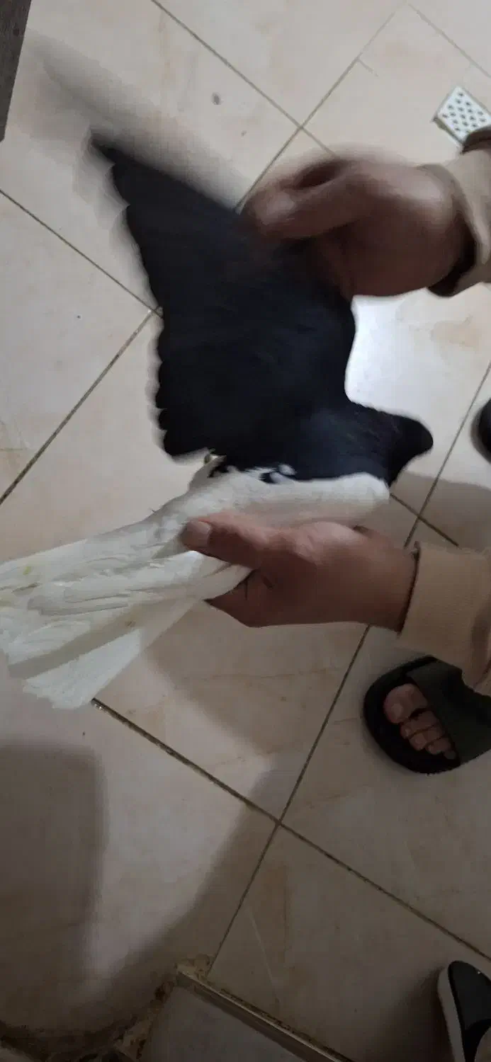 کبوتر|پرنده|تاکستان, |دیوار