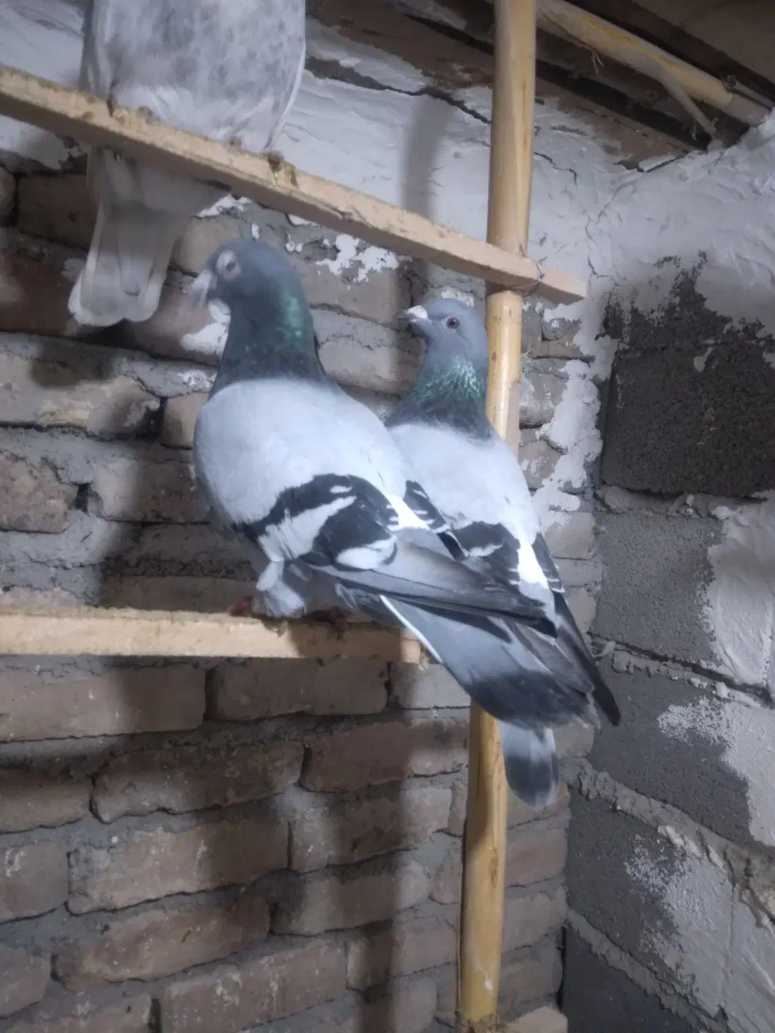 کبوتر مسافتی نژاد گابی|پرنده|خان ببین, |دیوار