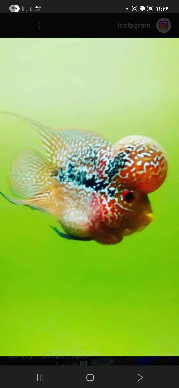 فلاور. اسکار.|ماهی|اردبیل, |دیوار