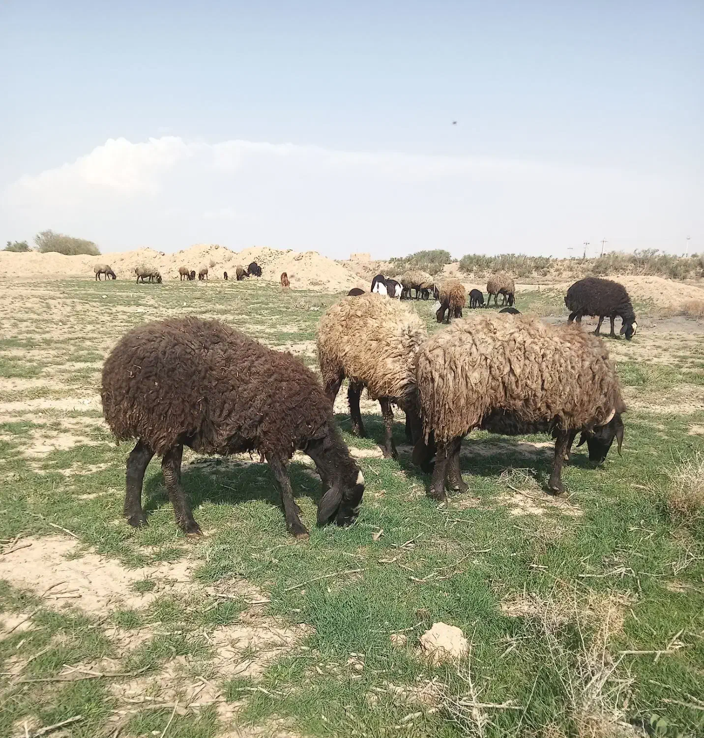 فروش گوسفند نژاد شال و افشار|حیوانات مزرعه|اصفهان, نقش جهان|دیوار